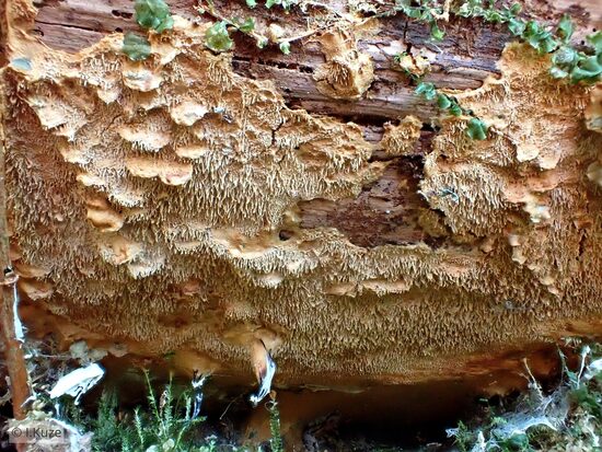 Asterodon ferruginosus